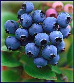 fcs-blueberries