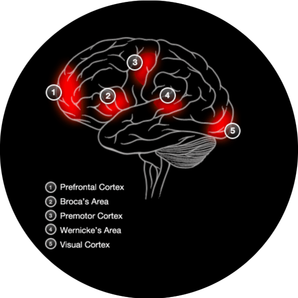 Brain Activity Short Term Memory