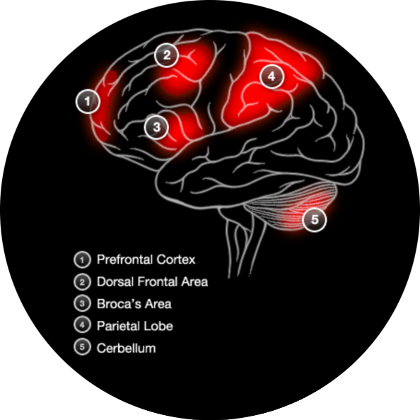 Brain Activity Working Memory