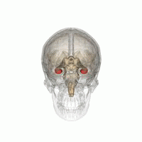 Parts of the Brain & Brain Damage.