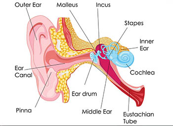 How Ears Work